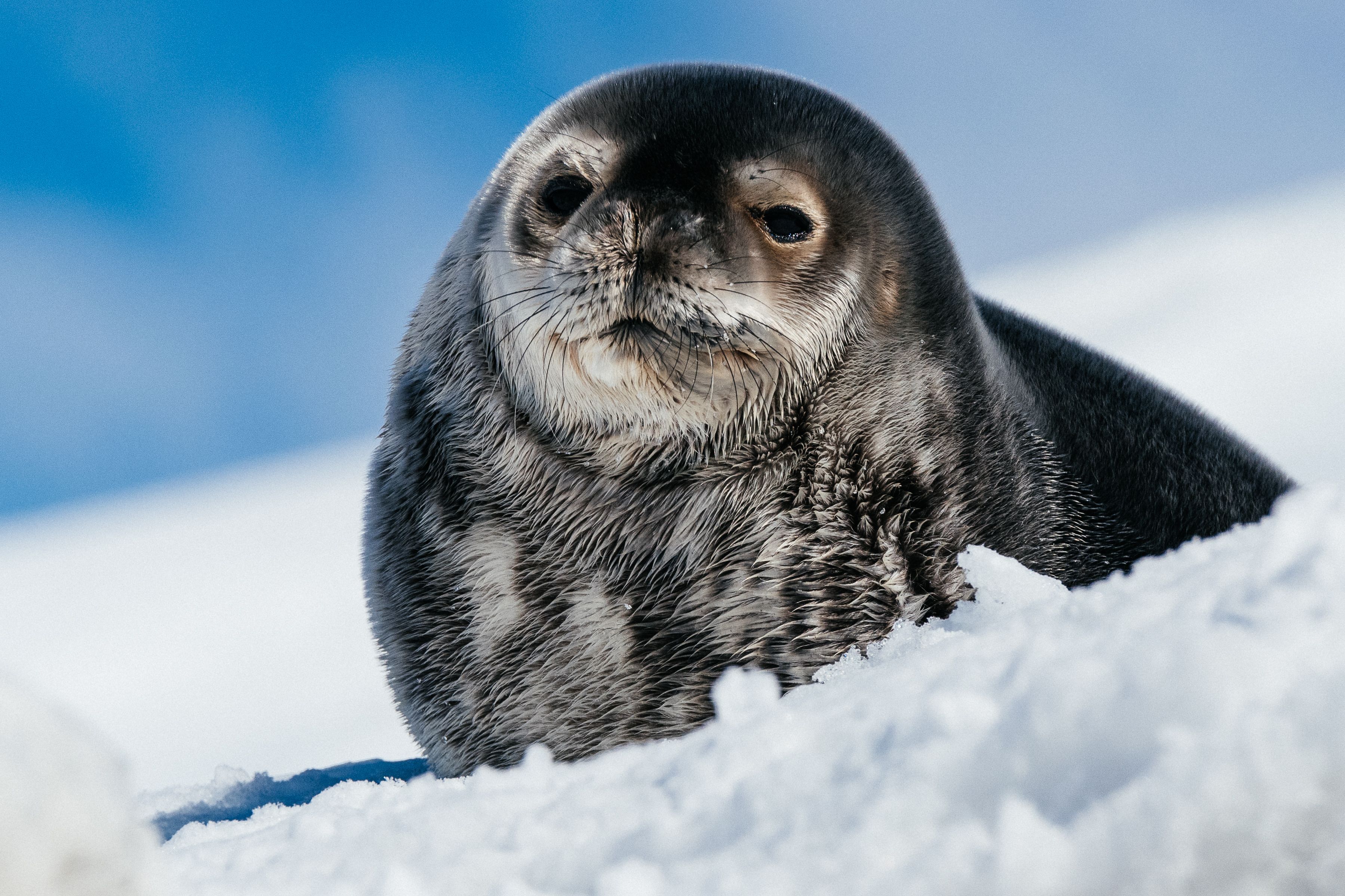 chonky looking seal pup